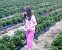 Rosie Fruitpicking