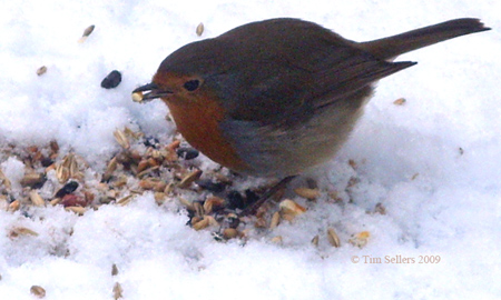 robin eating in snow